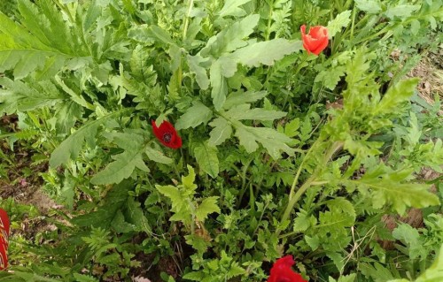 62岁大叔哭诉：娶了45岁二婚妻，生理上是享受，心理上却在受刑.